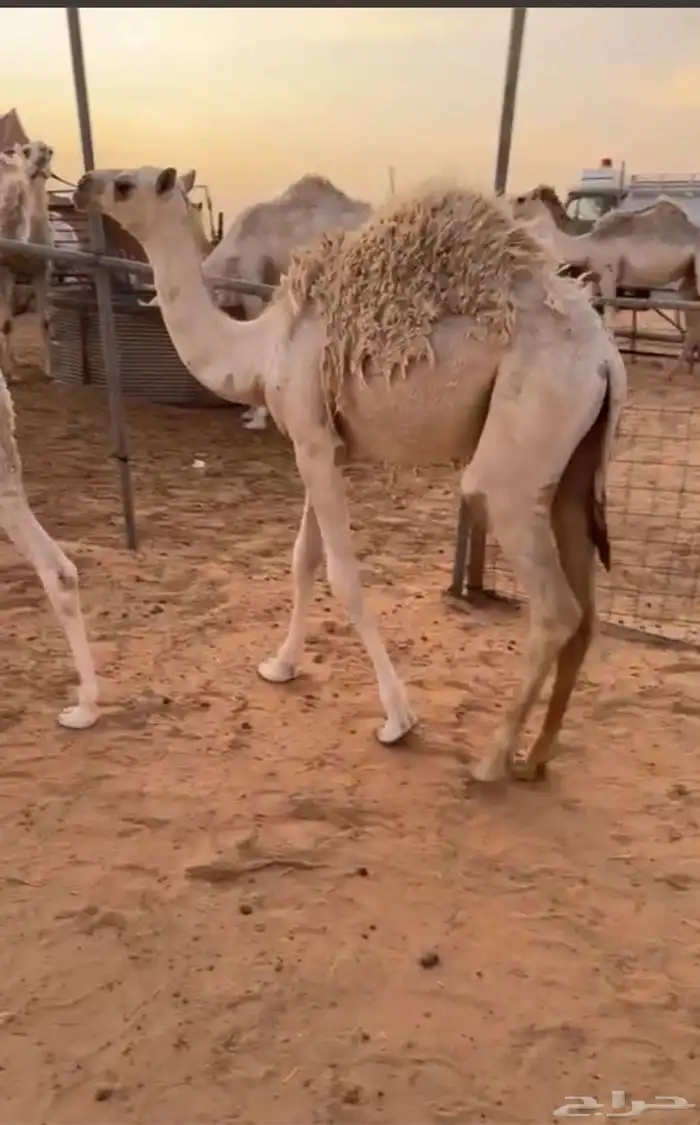 بكرة لبانيه من تحت امها طيبه. 0