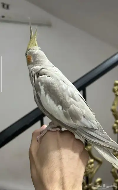 كروان للبيع 6