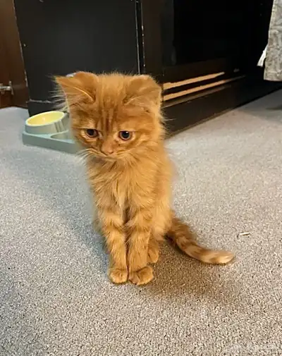 For adoption orange cat 0