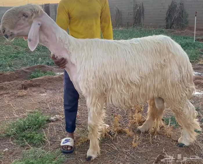 فحل نجدي ابيض مشروط 0