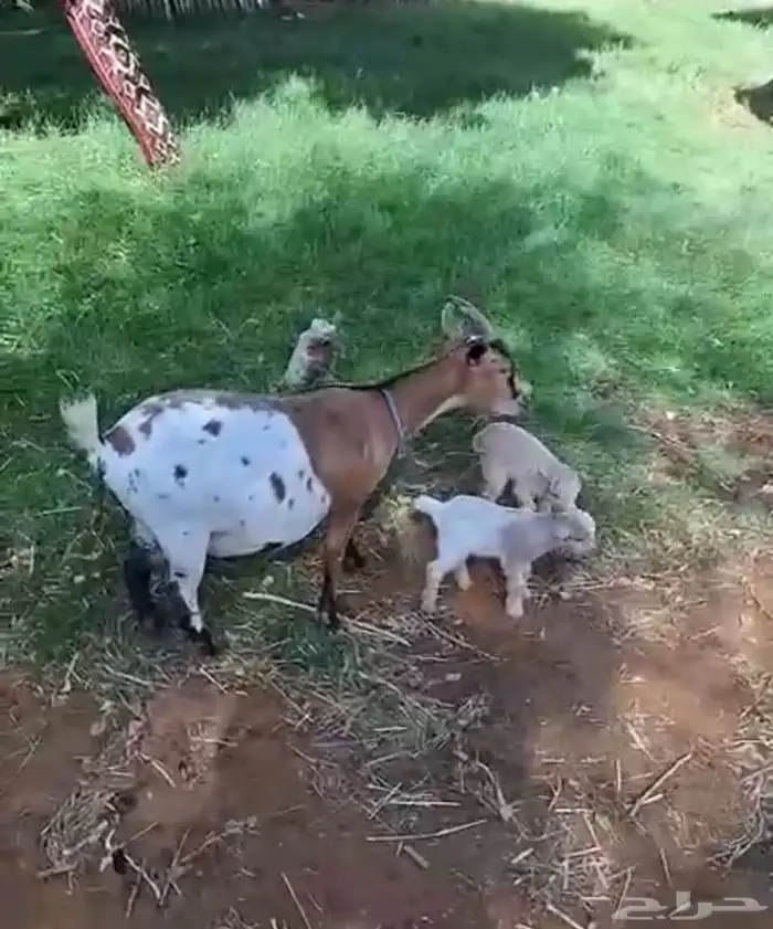 عنز قزميه تشيكيه معها جفرتين 0