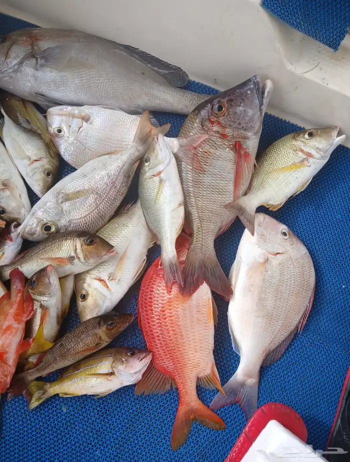 رحلات بحرية 6