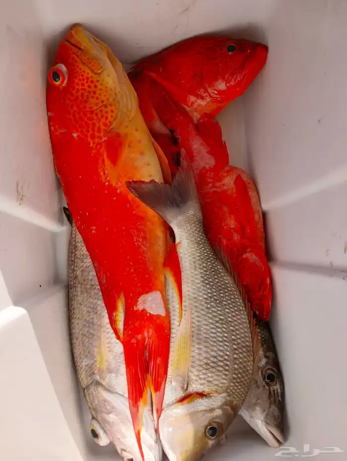 رحلات بحرية بياضة صيد 3