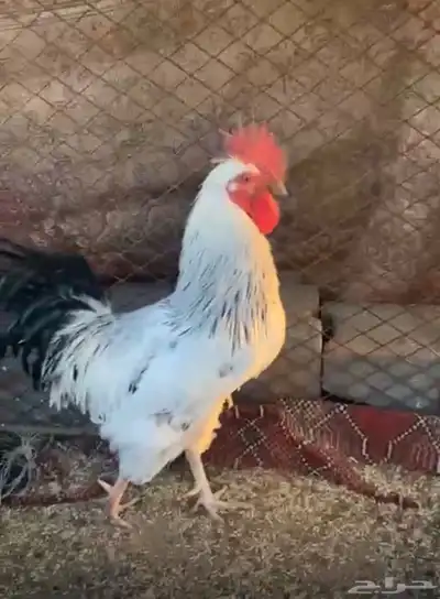 ديك فرنسي كفو وحار ويذن شرط 0