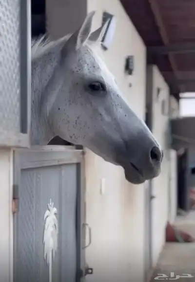 فرس شعبيه للبيع 0