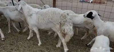 للبيع غنم فواخر 12