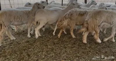 للبيع غنم فواخر 14