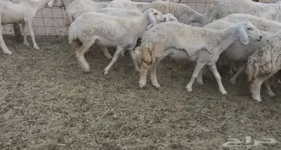 للبيع غنم فواخر 7