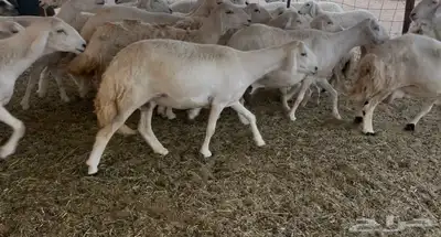 للبيع غنم فواخر 15