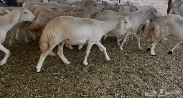 للبيع غنم فواخر 15