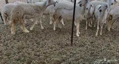 للبيع غنم فواخر 0