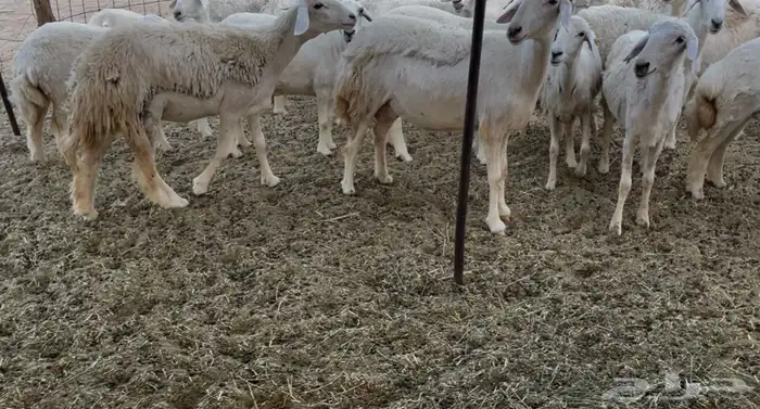 للبيع غنم فواخر 0