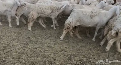 للبيع غنم فواخر 6