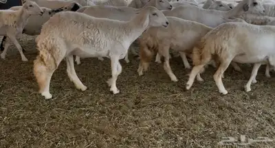 للبيع غنم فواخر 10