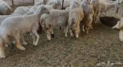 للبيع غنم فواخر 9