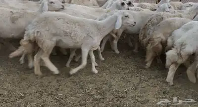 للبيع غنم فواخر 4