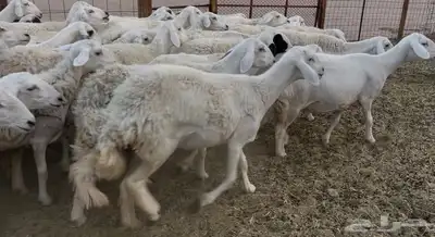 للبيع غنم فواخر 3