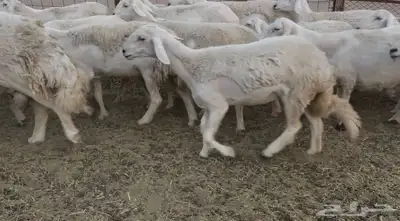للبيع غنم فواخر 8