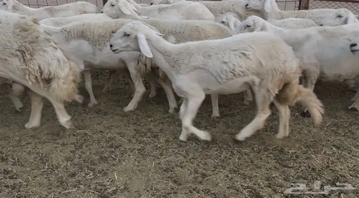للبيع غنم فواخر 8