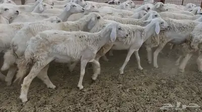 للبيع غنم فواخر 2