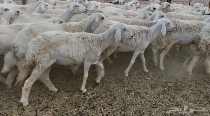 للبيع غنم فواخر 2