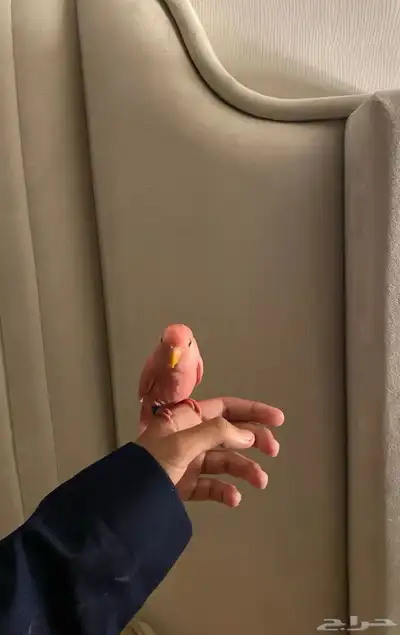 طير روز وردي 3