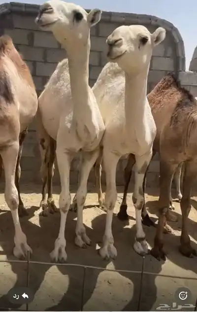 حشو للبيع 2