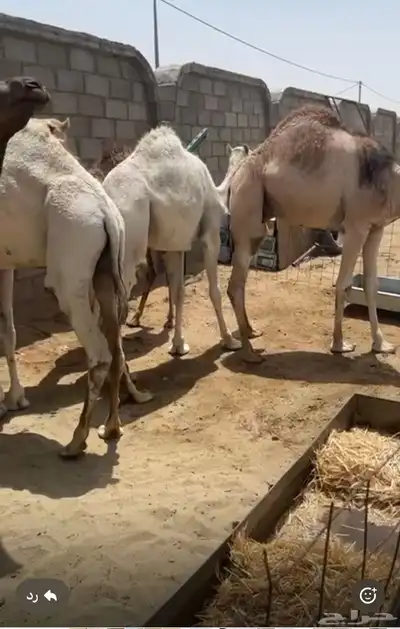 حشو للبيع 0