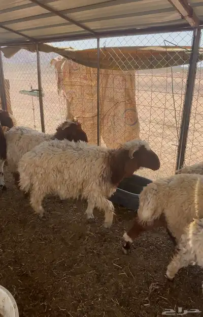 خرفان نعيم عدد 21 3