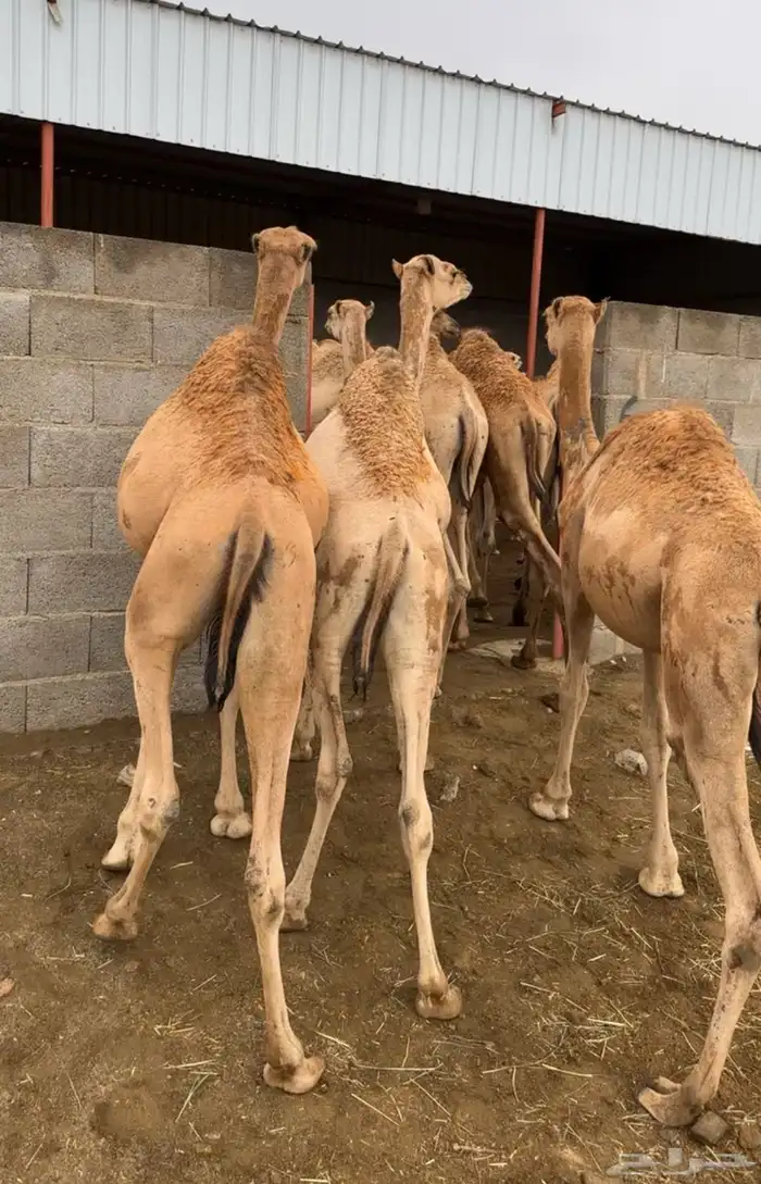 حشوان تربيه لبانيه باسعار منافسه جدا 1