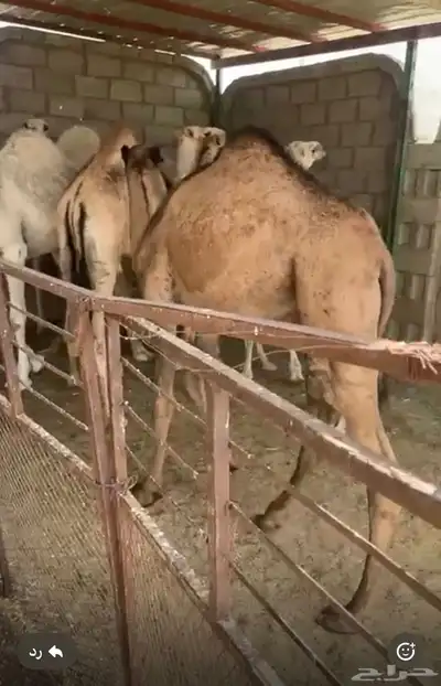 حشو للبيع 4
