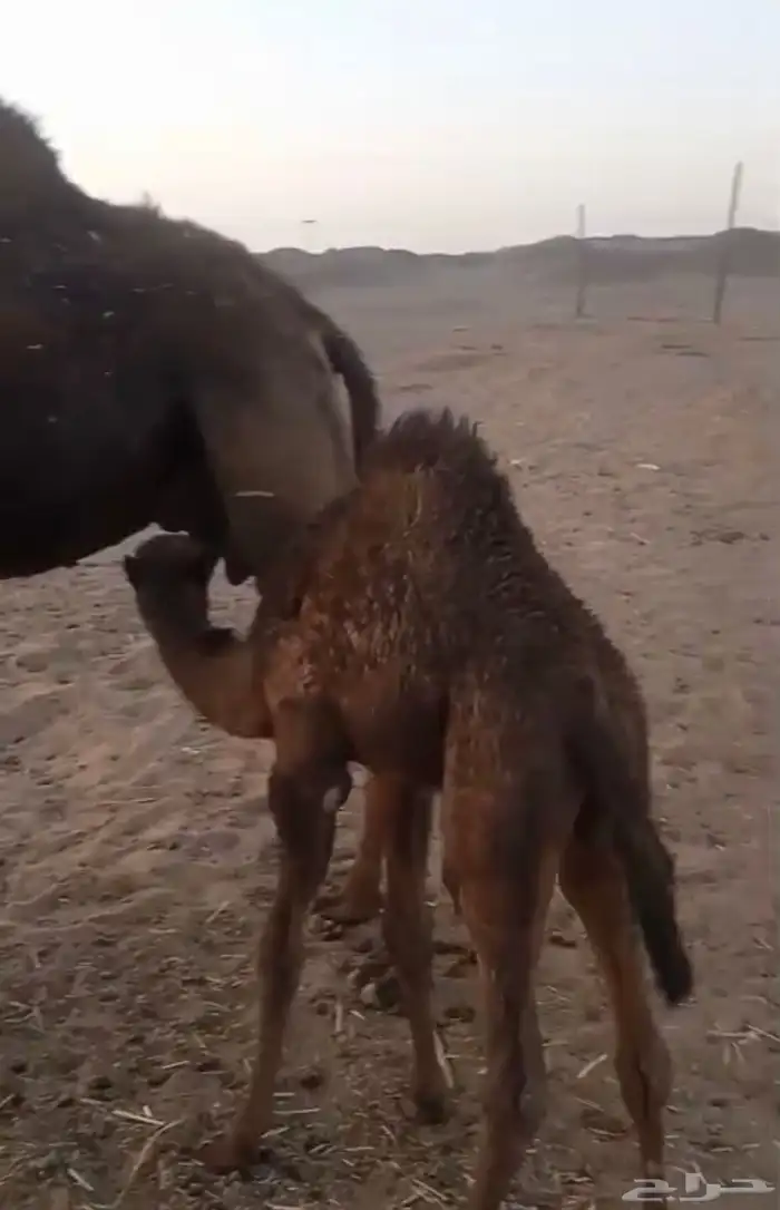 خلفه ملحا مجمعه بالحليب وهديه ومشروطه بالحناكيه 0