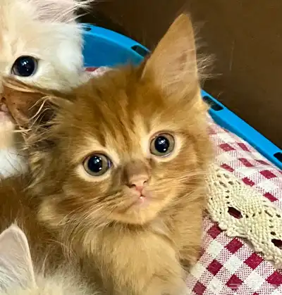 For adoption orange cat 6