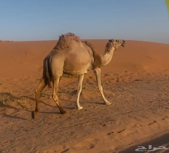 الموقع شمال ساجر 0