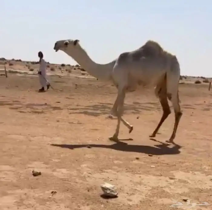 بكار 1