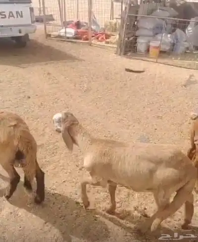 طليان تيلاد صنف 1