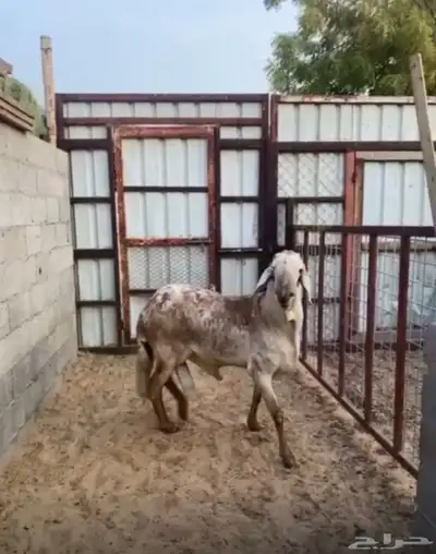 خروف سواكني درماني 0