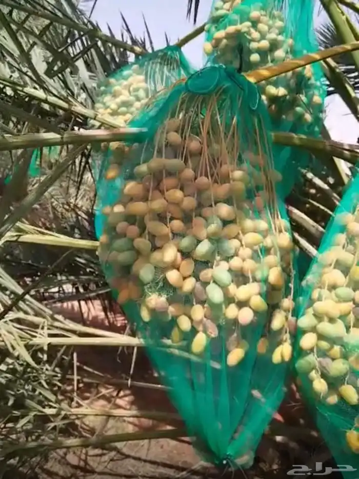 تمر اخلاص للبيع 0