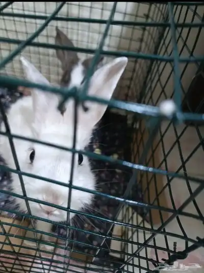 ارنب للبيع 90 1