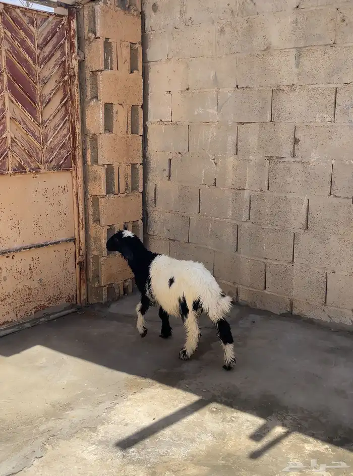 طلي نعيمي ( يدغر ) ( تم البيع ) 1