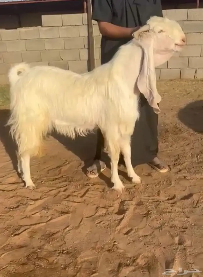 للبيع تيس مطور نادر 0