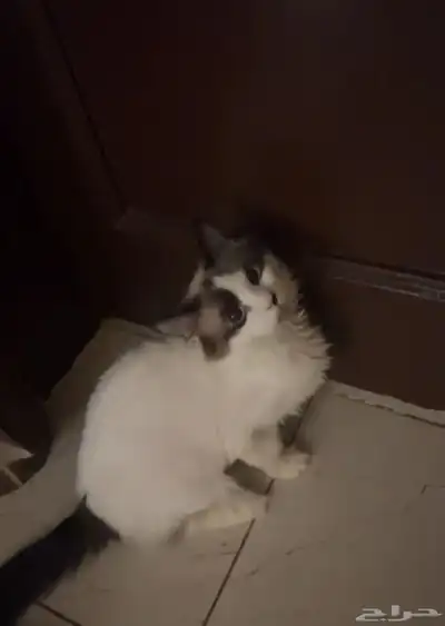 قطط من جده للتبني ذكور واناث الفصيله شيرازي مع هملايا 4