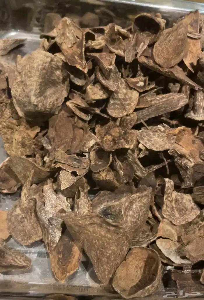 عود سمباوا قديم 0