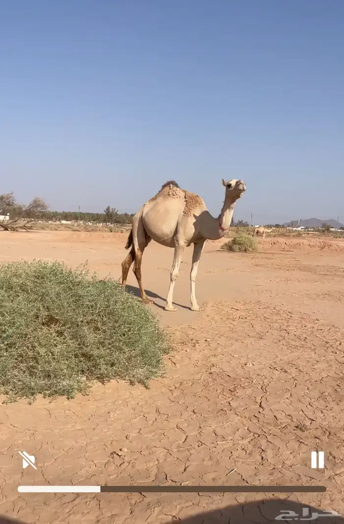 ناقه هجن للليع ام ثالث 0