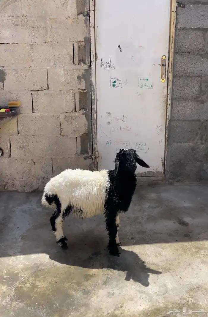 طلي نعيمي ( يدغر ) ( تم البيع ) 0