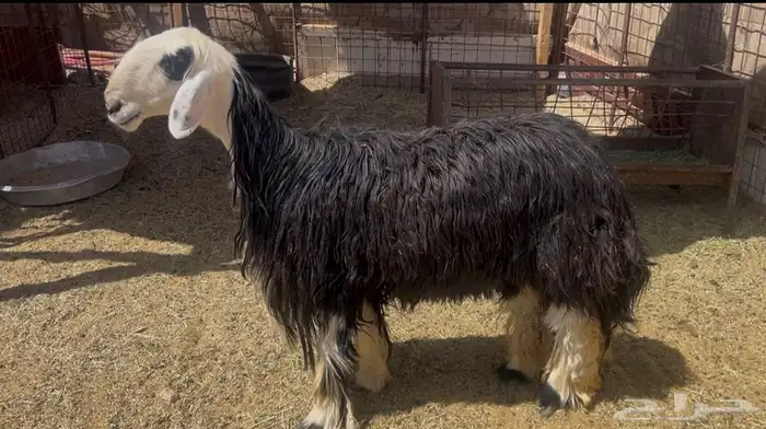 للبيع نعجه نجديه جبره ذبيحه 0