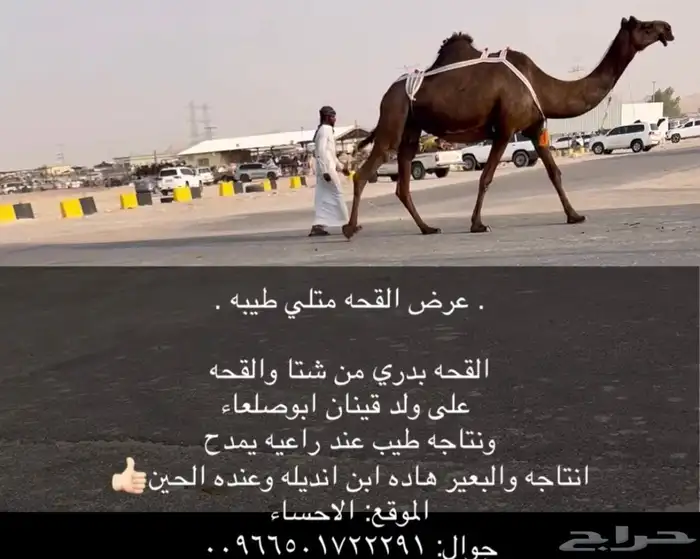 القحه متلي كفو 0