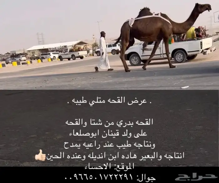 القحه متلي كفو 1