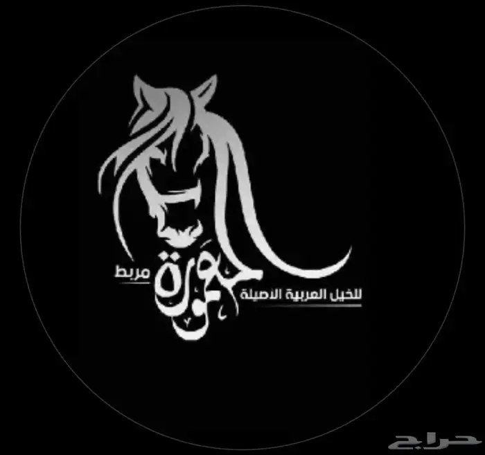 عسف مواكبة في مربط المعمورة 1