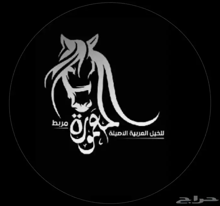 عسف خيل مواكبة مربط المعمورة 1